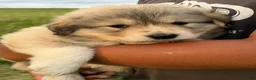 Mixed Breed dogs for sale: Mixed Breed 3 - Ad 7
