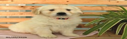 Golden Retriever dogs for sale: Katie - Ad 2