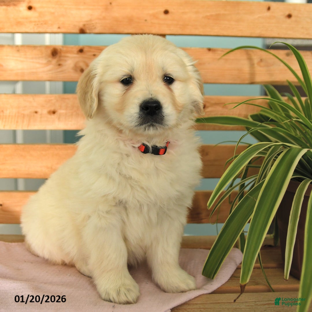 Golden Retriever dogs for sale: Katie - Ad 2
