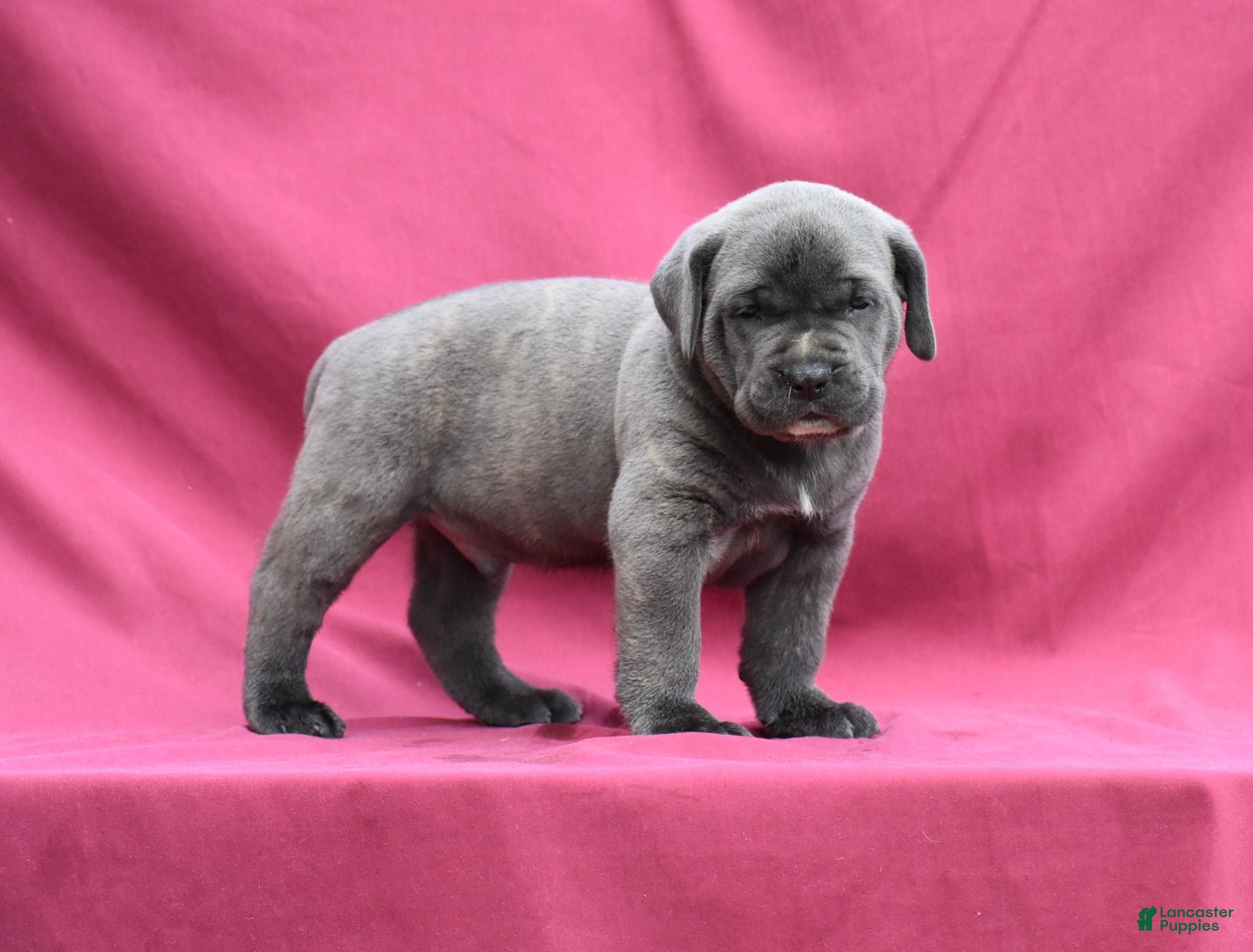 Cane Corso dogs Enzo - Ad 2