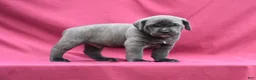 Cane Corso dogs for sale: Enzo - Ad 2
