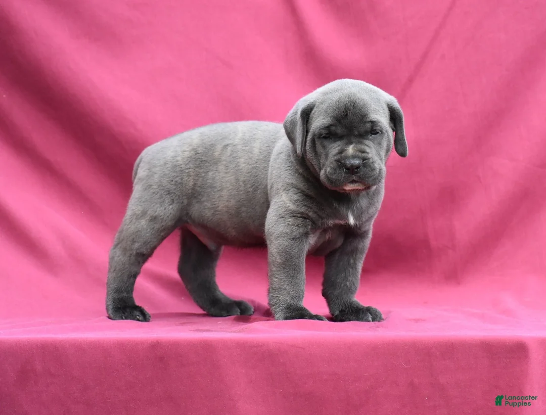 Cane Corso dogs for sale: Enzo - Ad 2