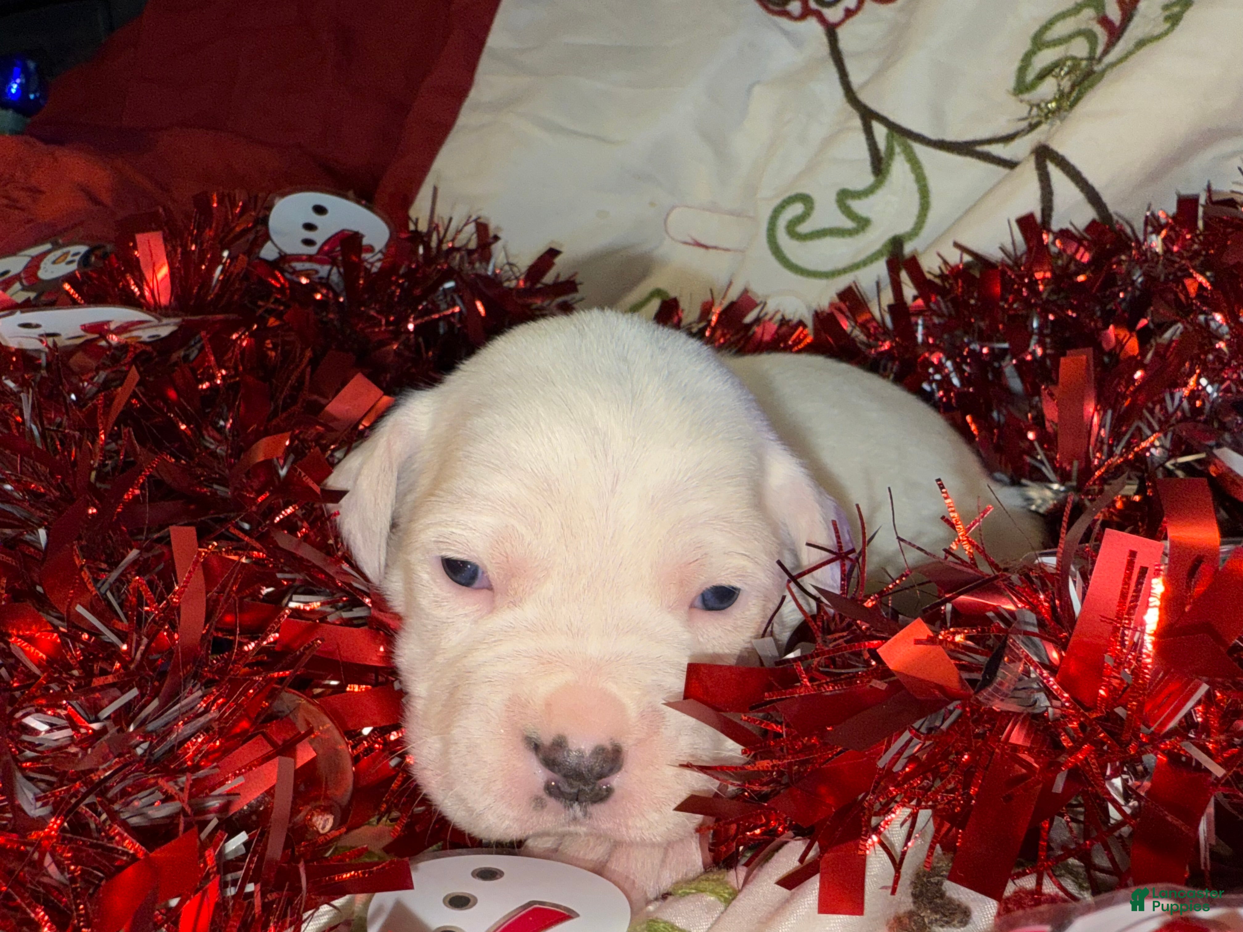 Mixed Breed dogs for sale: Leena  - Ad 2