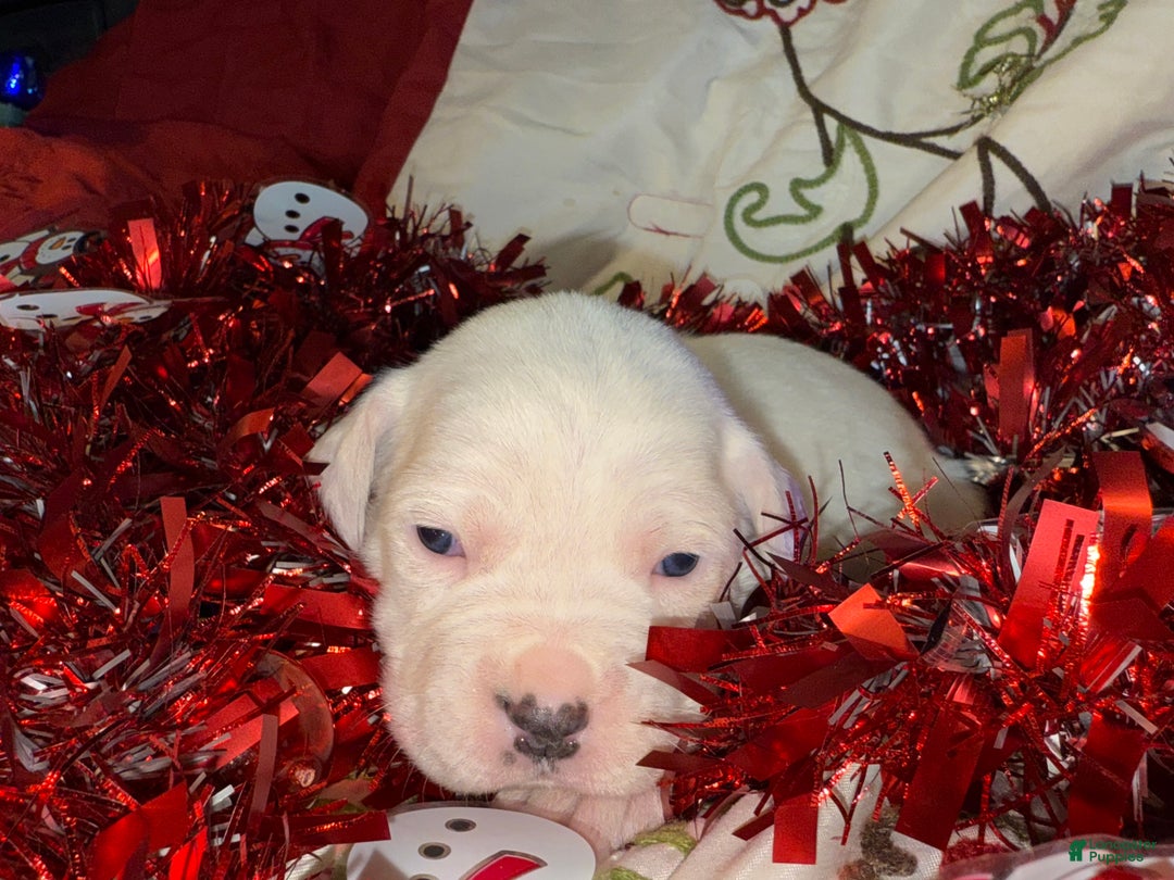 Mixed Breed dogs for sale: Leena  - Ad 1