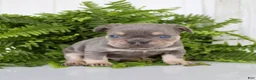 French Bulldog dogs for sale: Chester - Ad 3