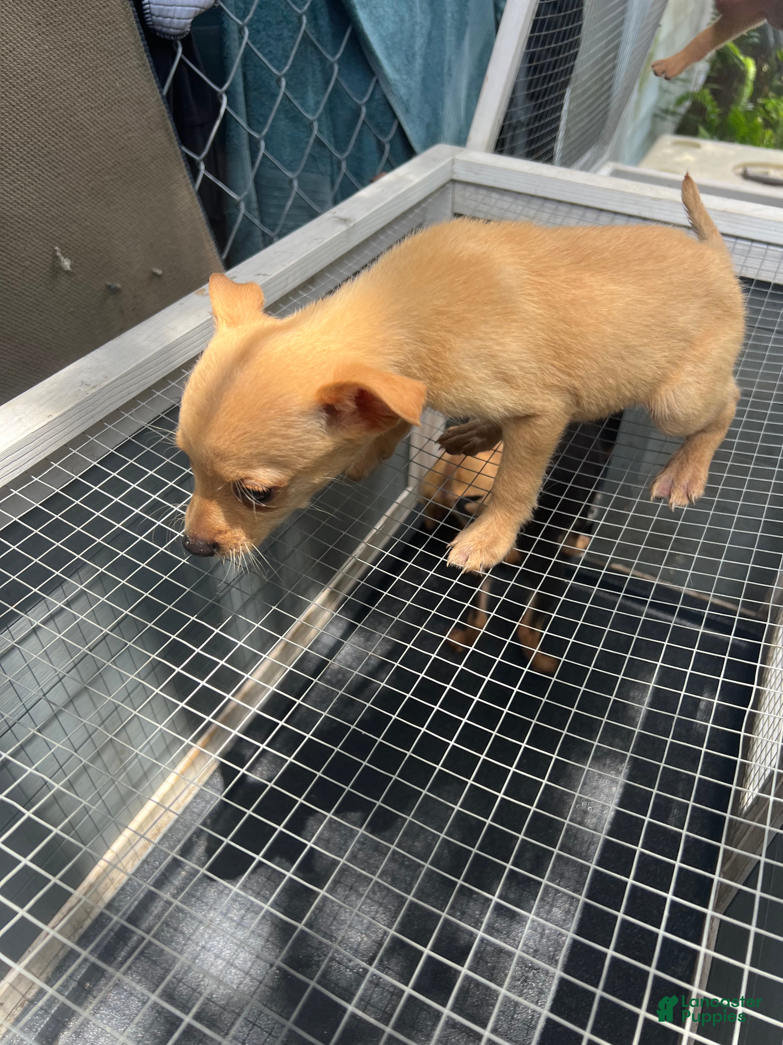 Mixed Breed dogs Mixed Breed 3 - Ad 24