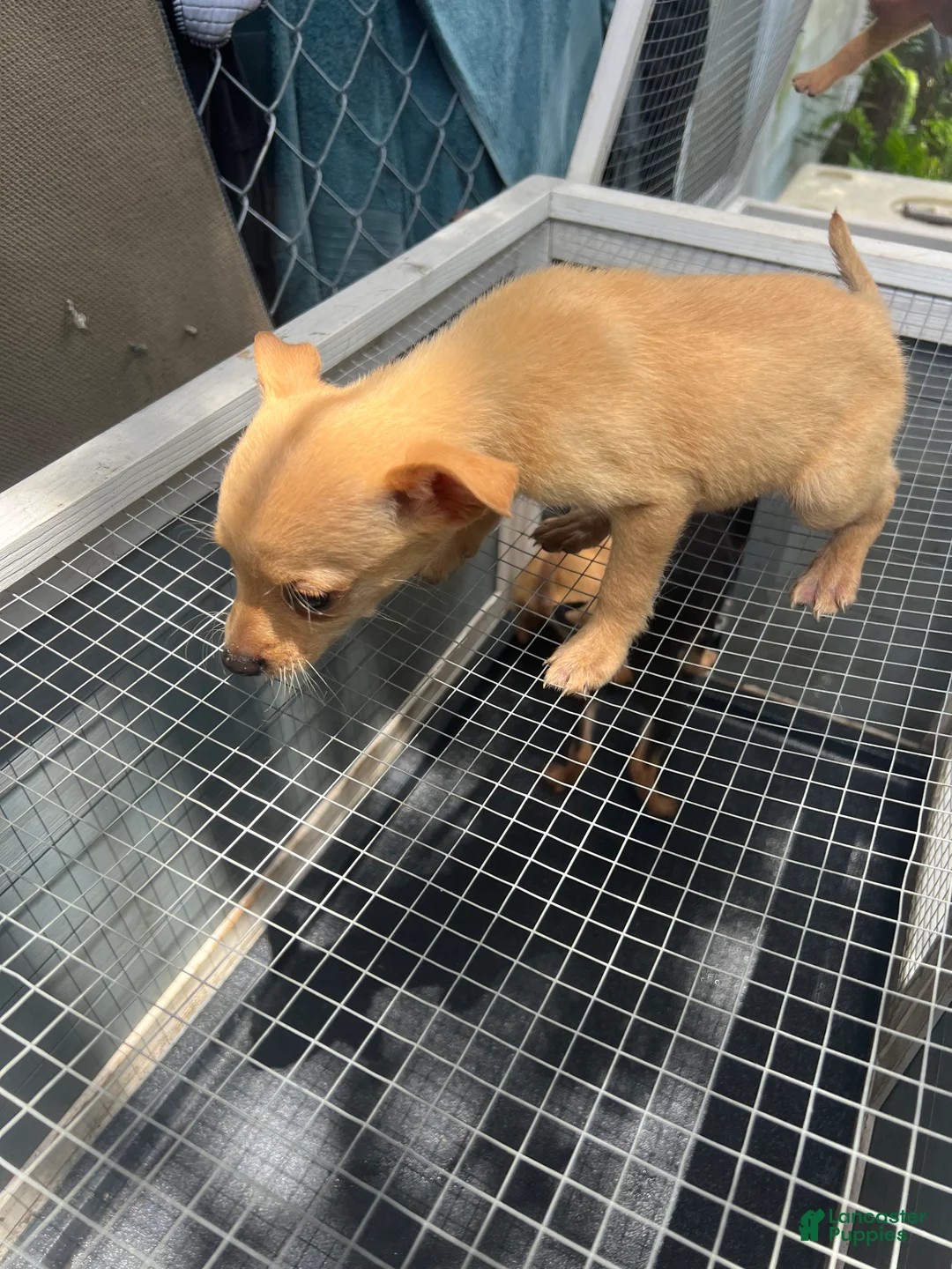 Mixed Breed dogs for sale: Mixed Breed 3 - Ad 1
