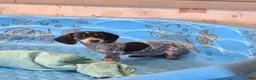 Miniature Dachshund dogs for sale: Nettie - Ad 5
