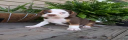 Beabull dogs for sale: Max - Ad 8