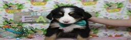Bernese Mountain Dog dogs for sale: Moose  - Ad 5