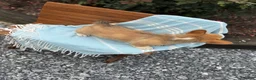Welsh Corgi Pembroke dogs for sale: Jasper - Ad 9