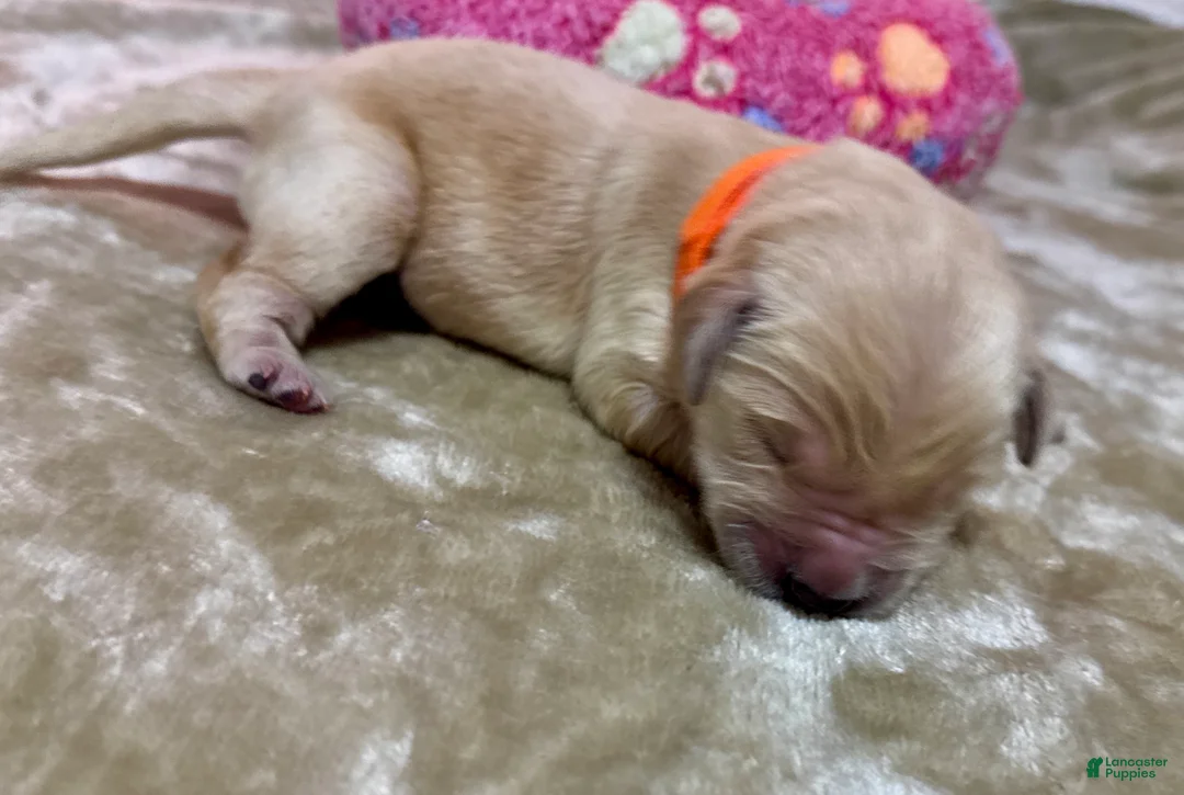 Golden Retriever dogs for sale: Golden Retriever Puppy 3 - Ad 1