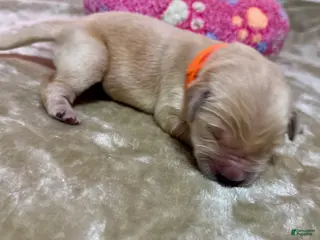 Golden Retriever dogs Golden Retriever Puppy 3 - Ad 3