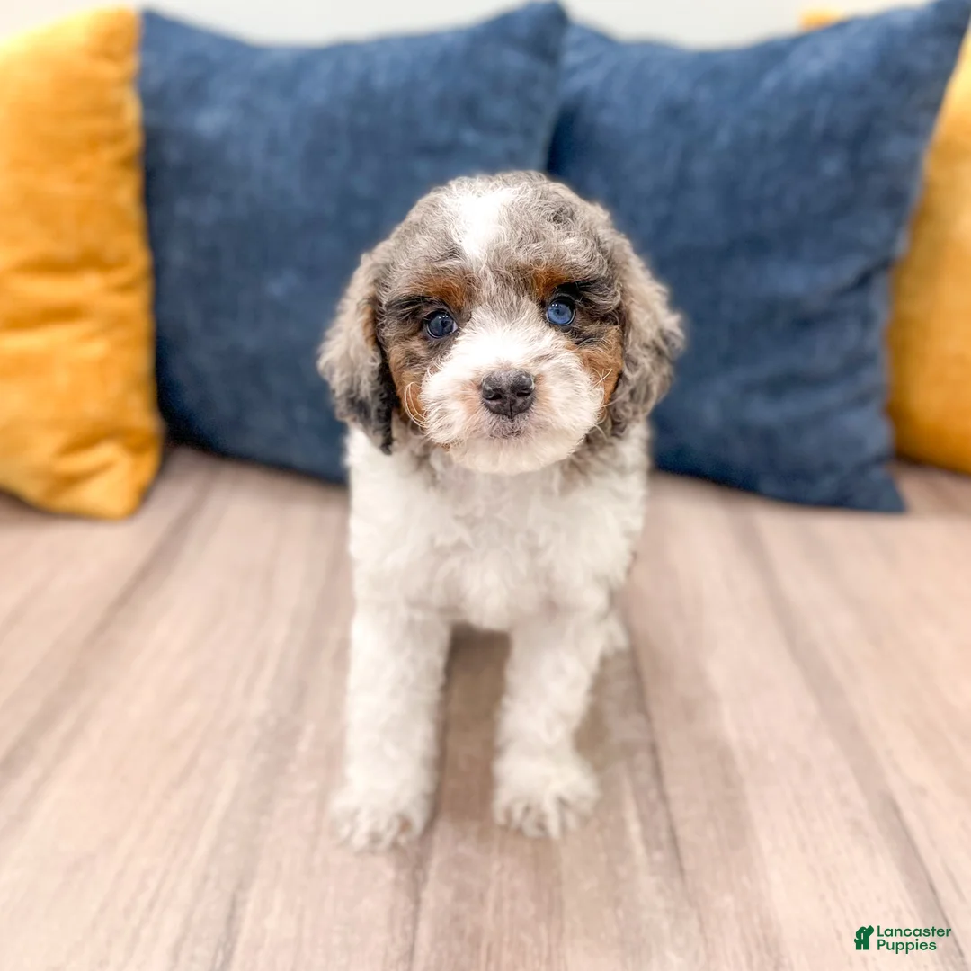 Cavapoo dogs for sale: Miles - Ad 1
