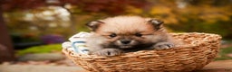 Pomeranian dogs for sale: Ben - Ad 1