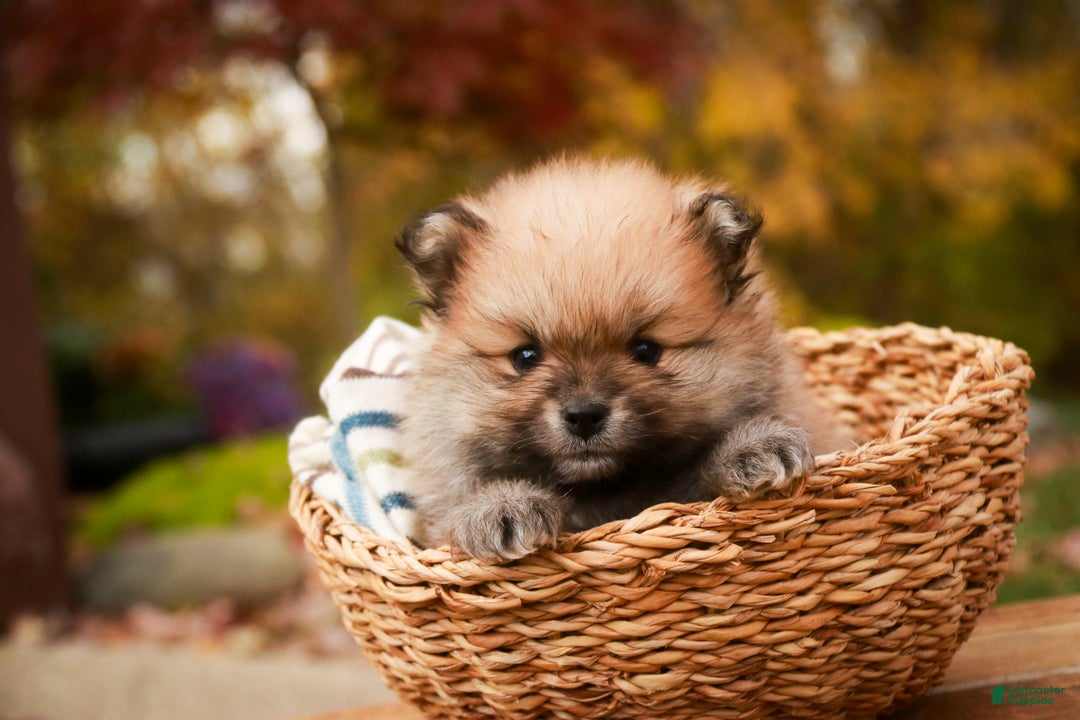 Pomeranian dogs for sale: Ben - Ad 1
