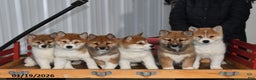 Shiba Inu dogs for sale: Asher - Ad 5
