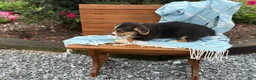 Welsh Corgi Pembroke dogs for sale: Juno - Ad 5
