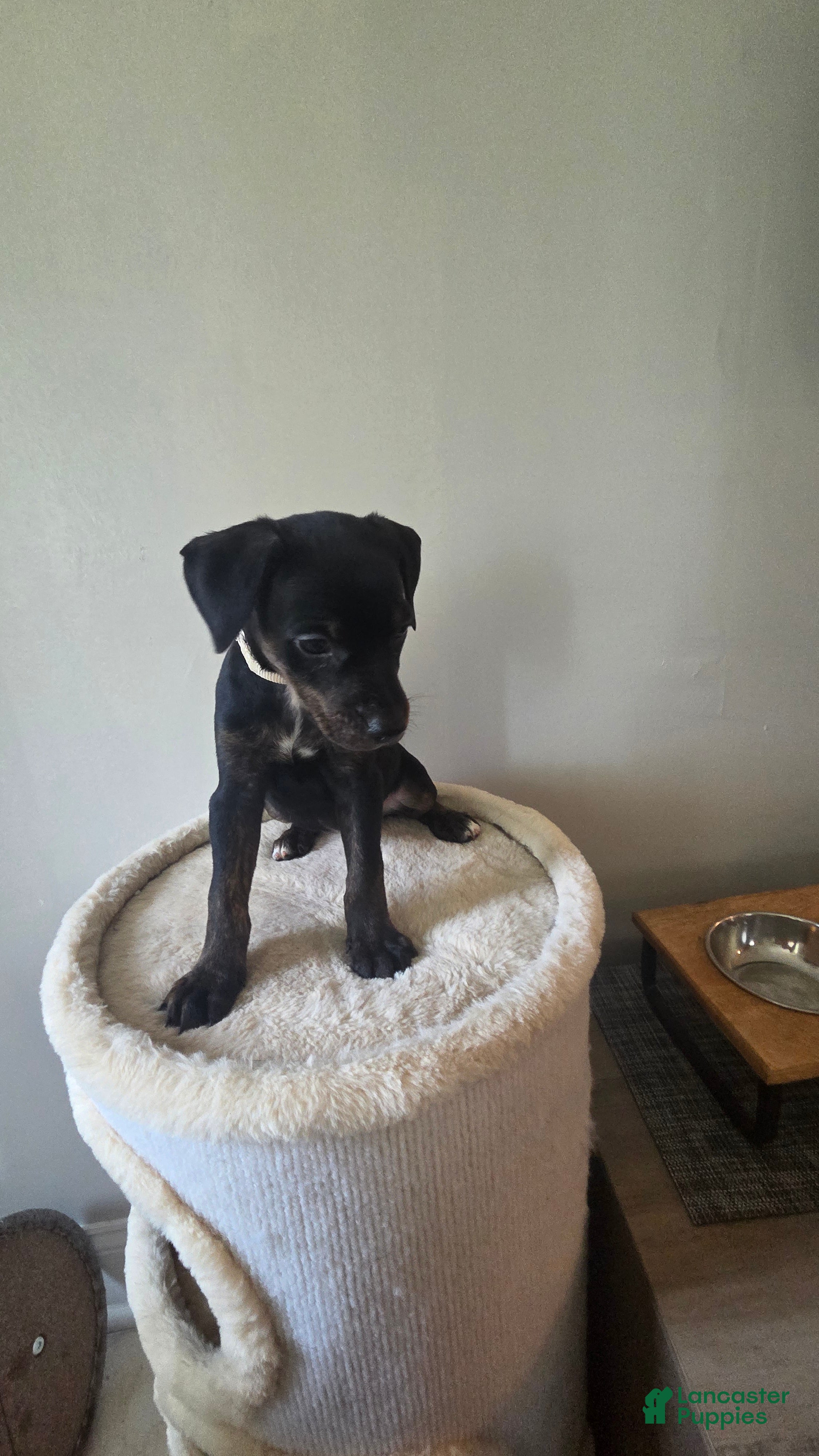 Mixed Breed dogs Ms. Pinky - Ad 1