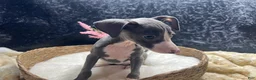 Italian Greyhound dogs for sale: Italian Greyhound 3 - Ad 8