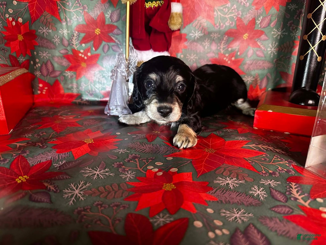 Miniature Dachshund dogs for sale: Kota - Ad 4