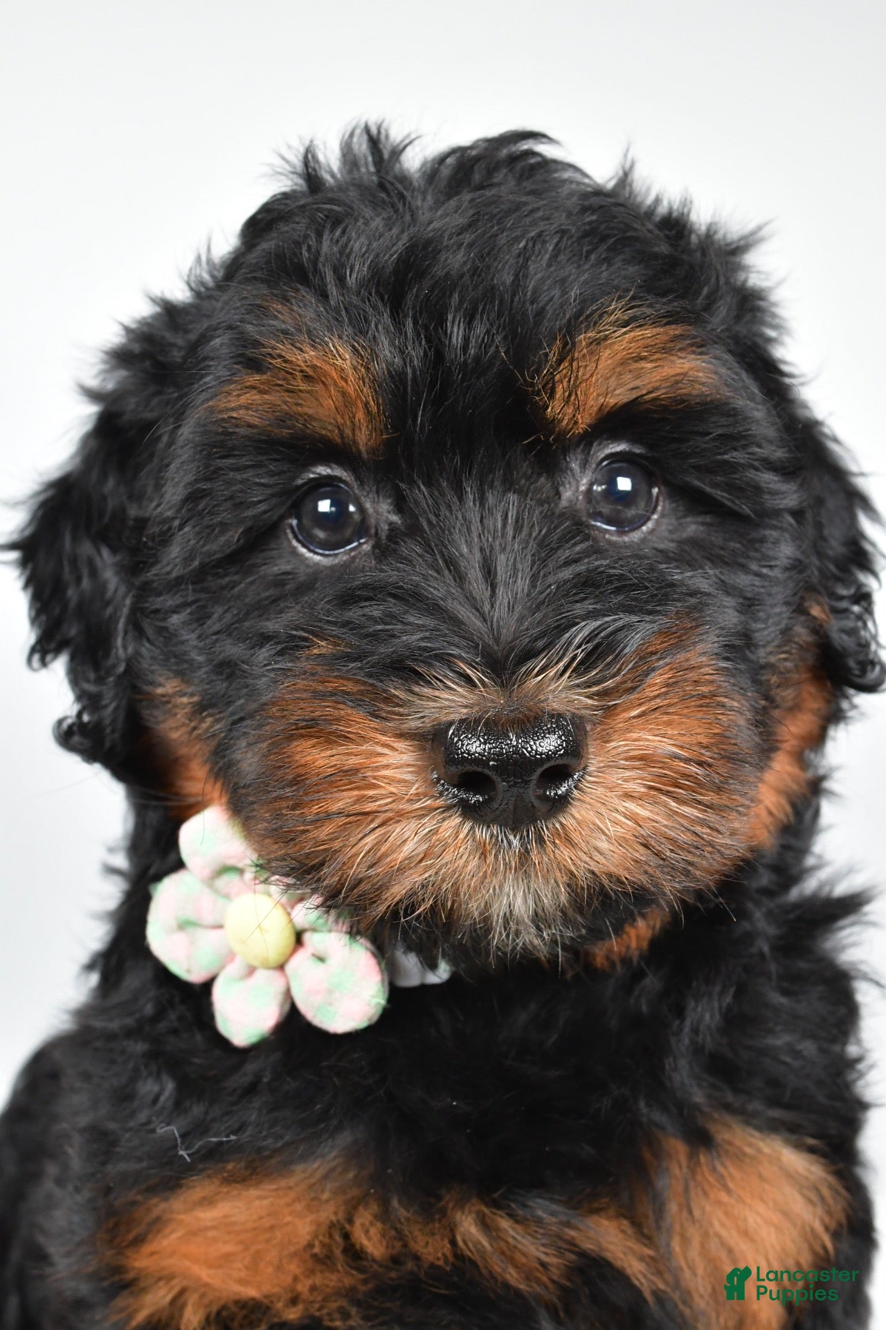 Mini Aussiedoodle dogs Sadie - Ad 2