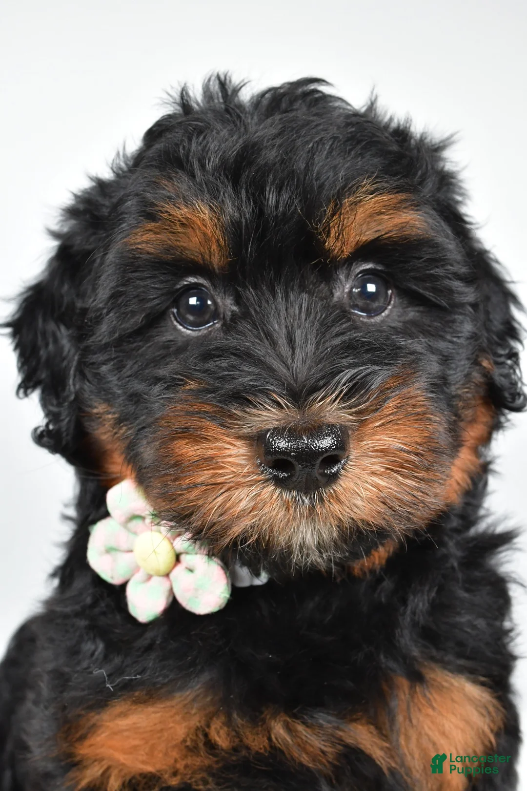 Mini Aussiedoodle dogs for sale: Sadie - Ad 2