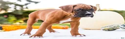 Boxer dogs for sale: Orlando Boxer - Ad 7