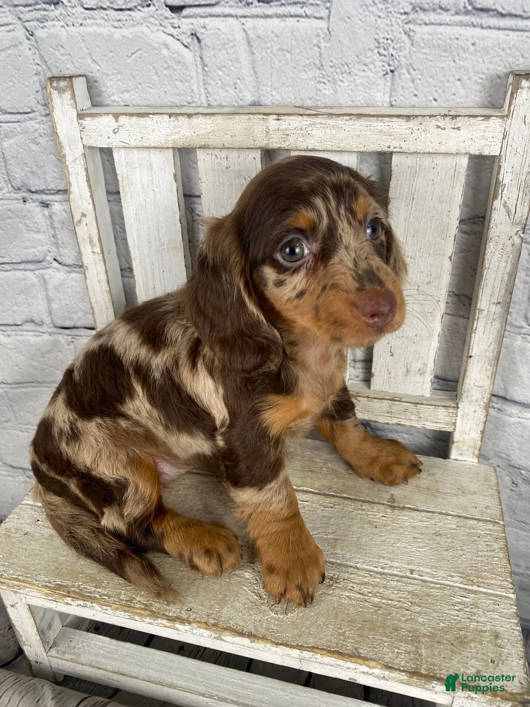 Miniature Dachshund dogs for sale: Pearl - Ad 2
