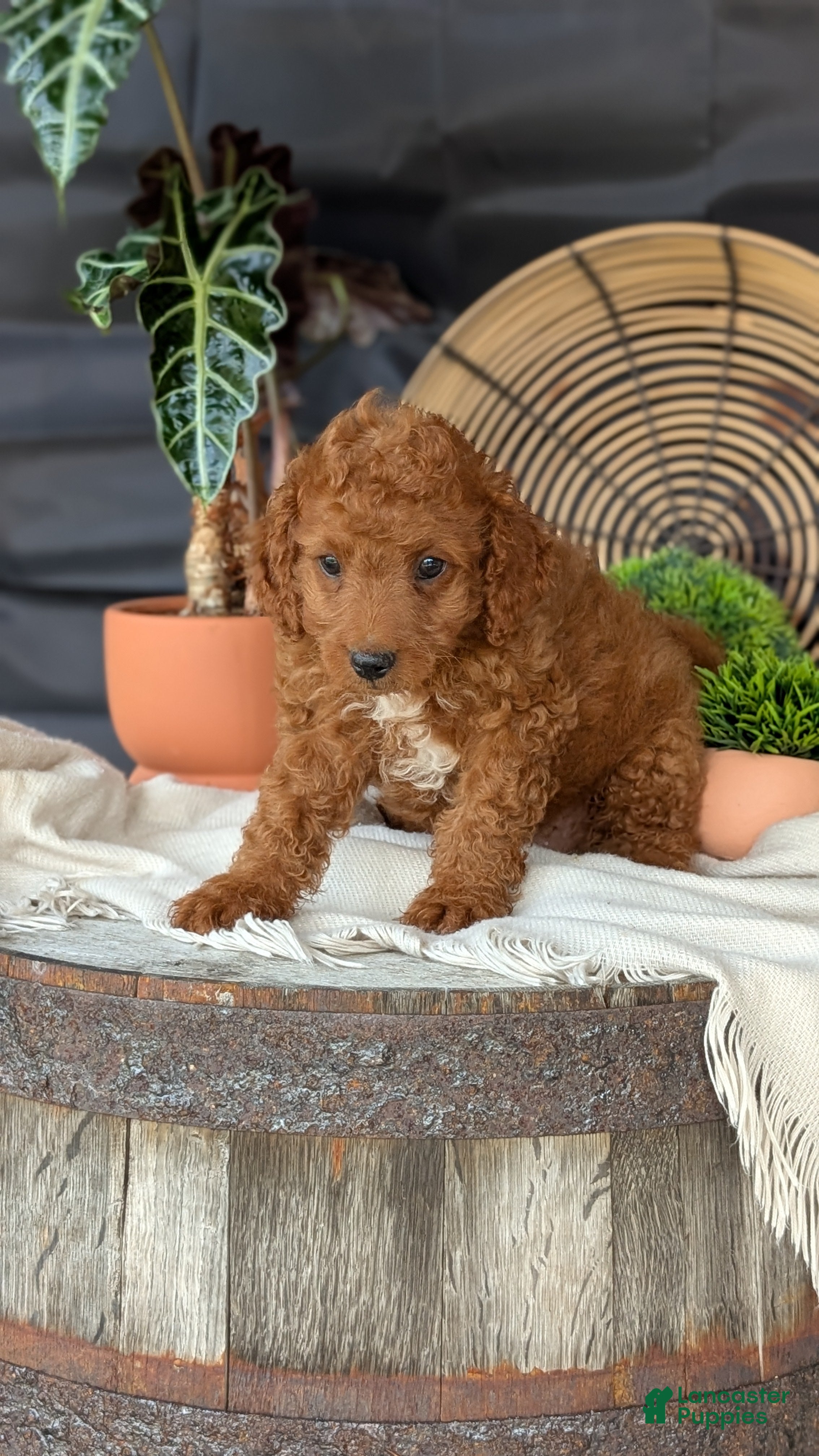 Cavapoo dogs Mason - Ad 2