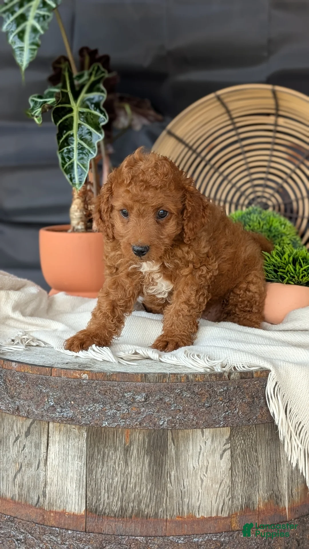 Cavapoo dogs for sale: Mason - Ad 2