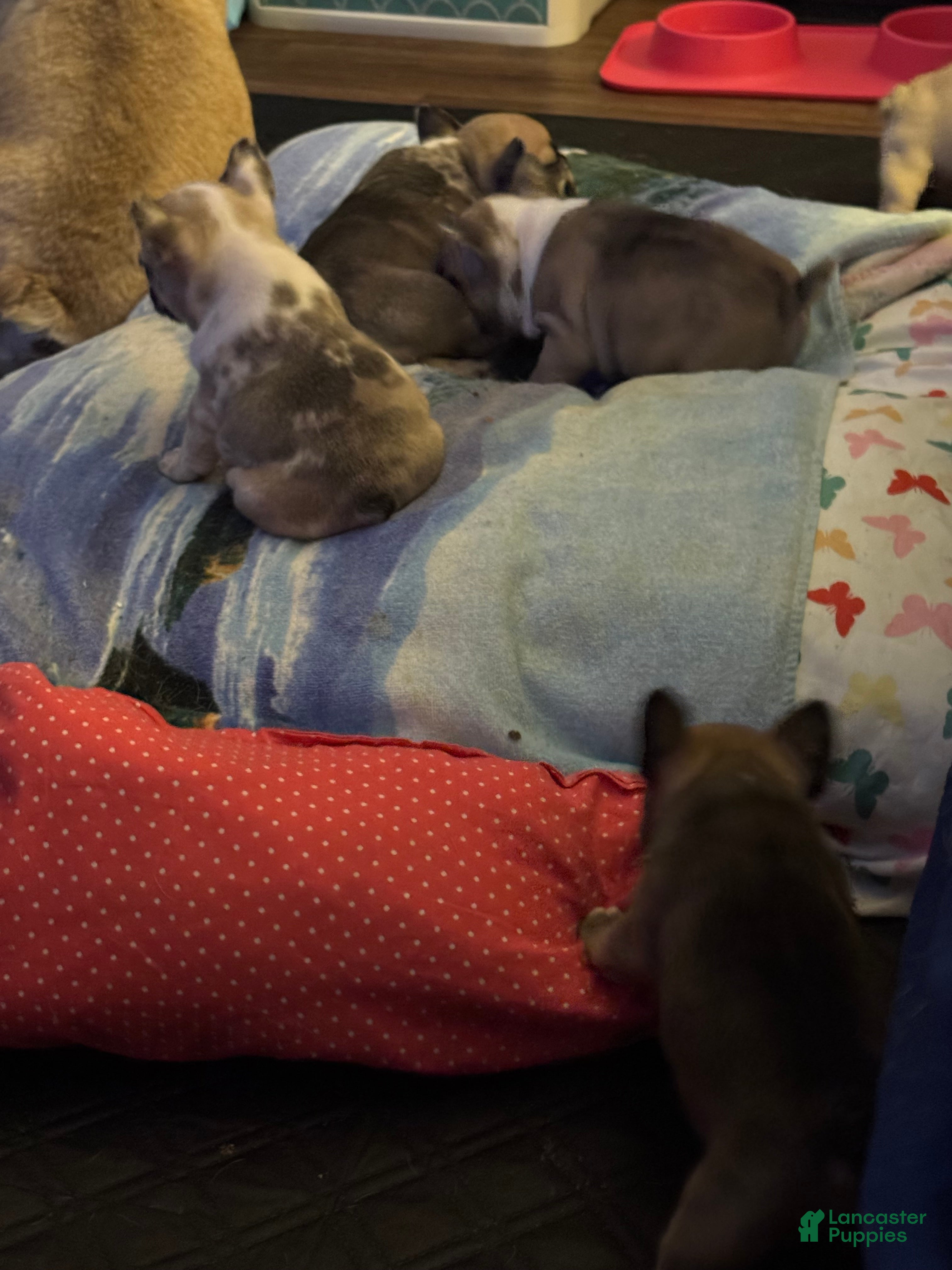 French Bulldog dogs French Bulldog 3 sassy  - Ad 2