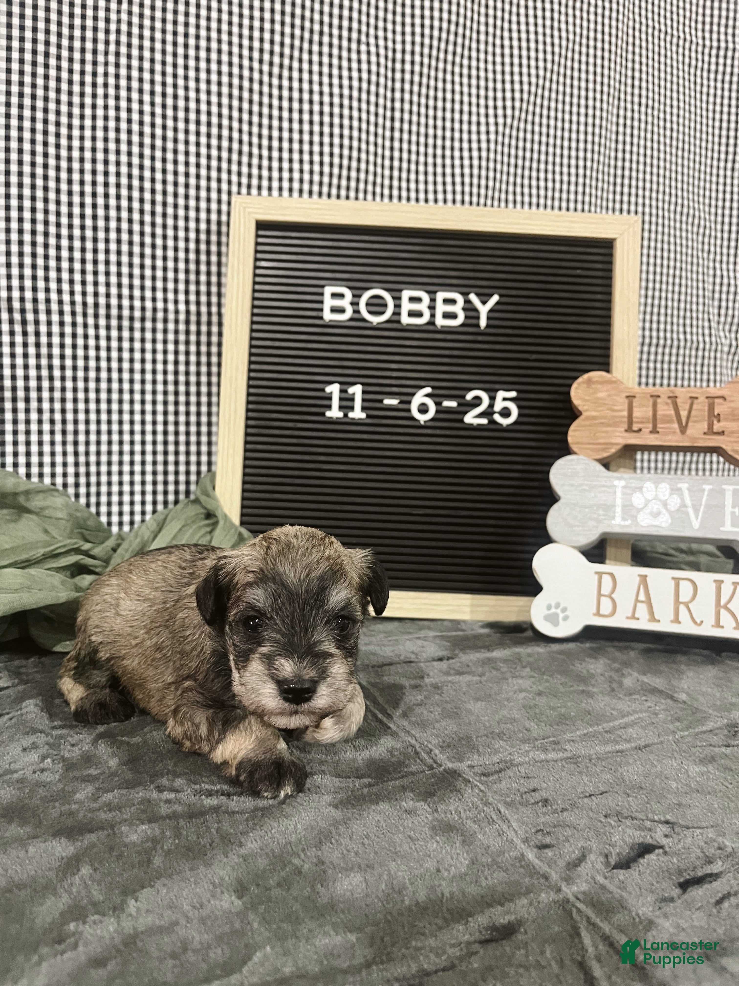 Standard Schnauzer dogs Bobby - Ad 2