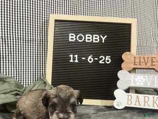 Standard Schnauzer dogs Bobby - Ad 4