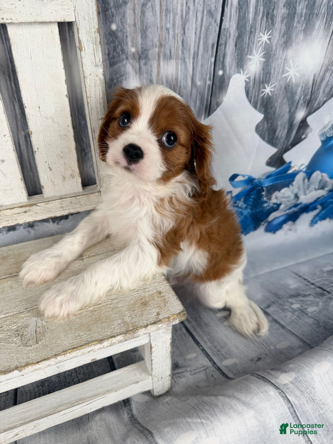 Cavalier King Charles Spaniel dogs for sale: Charlie - Ad 13