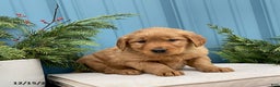 Golden Retriever dogs for sale: Cindy - Ad 3