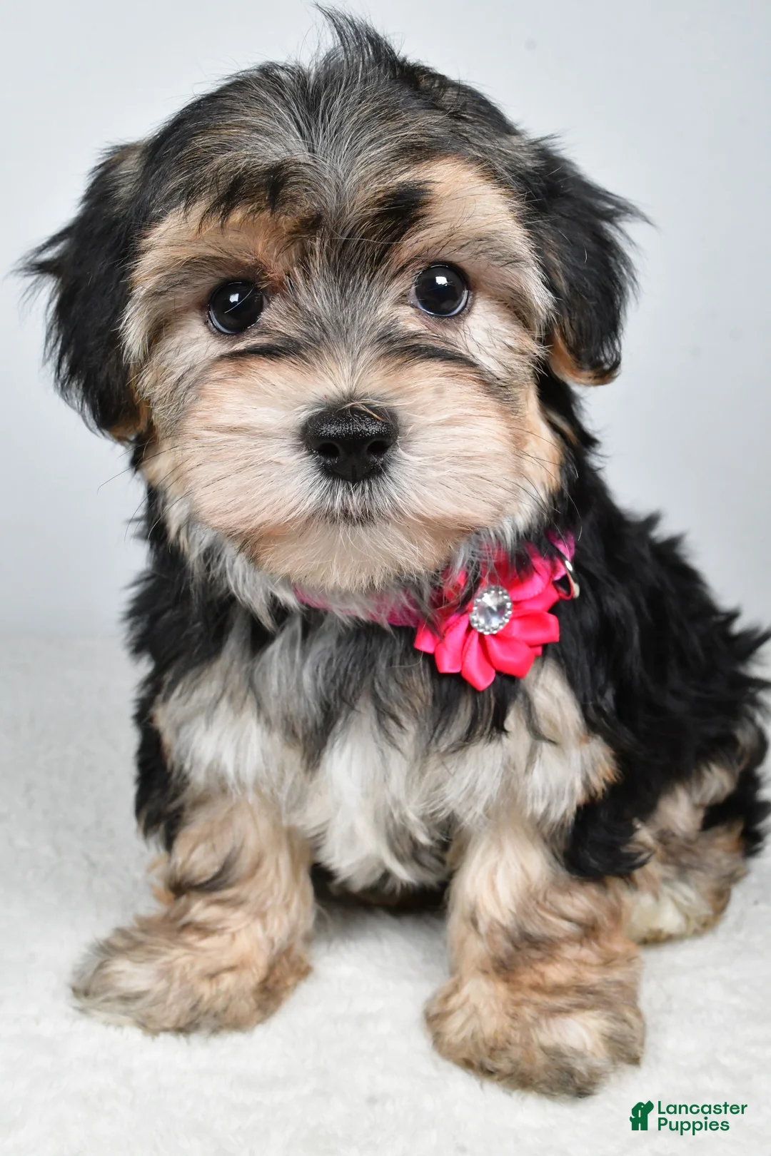 Morkie dogs for sale: Roxy - Ad 6