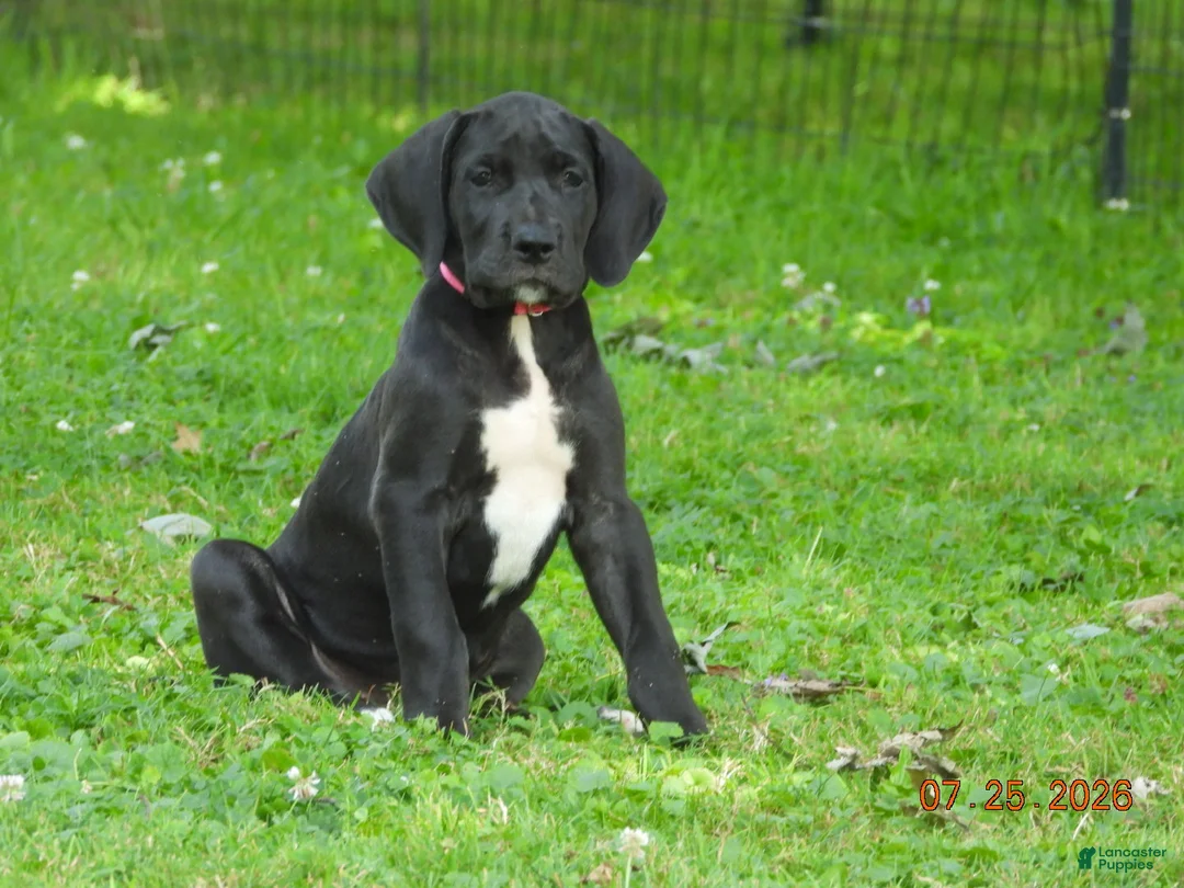 Great Dane dogs for sale: Great Dane 5 - Ad 1