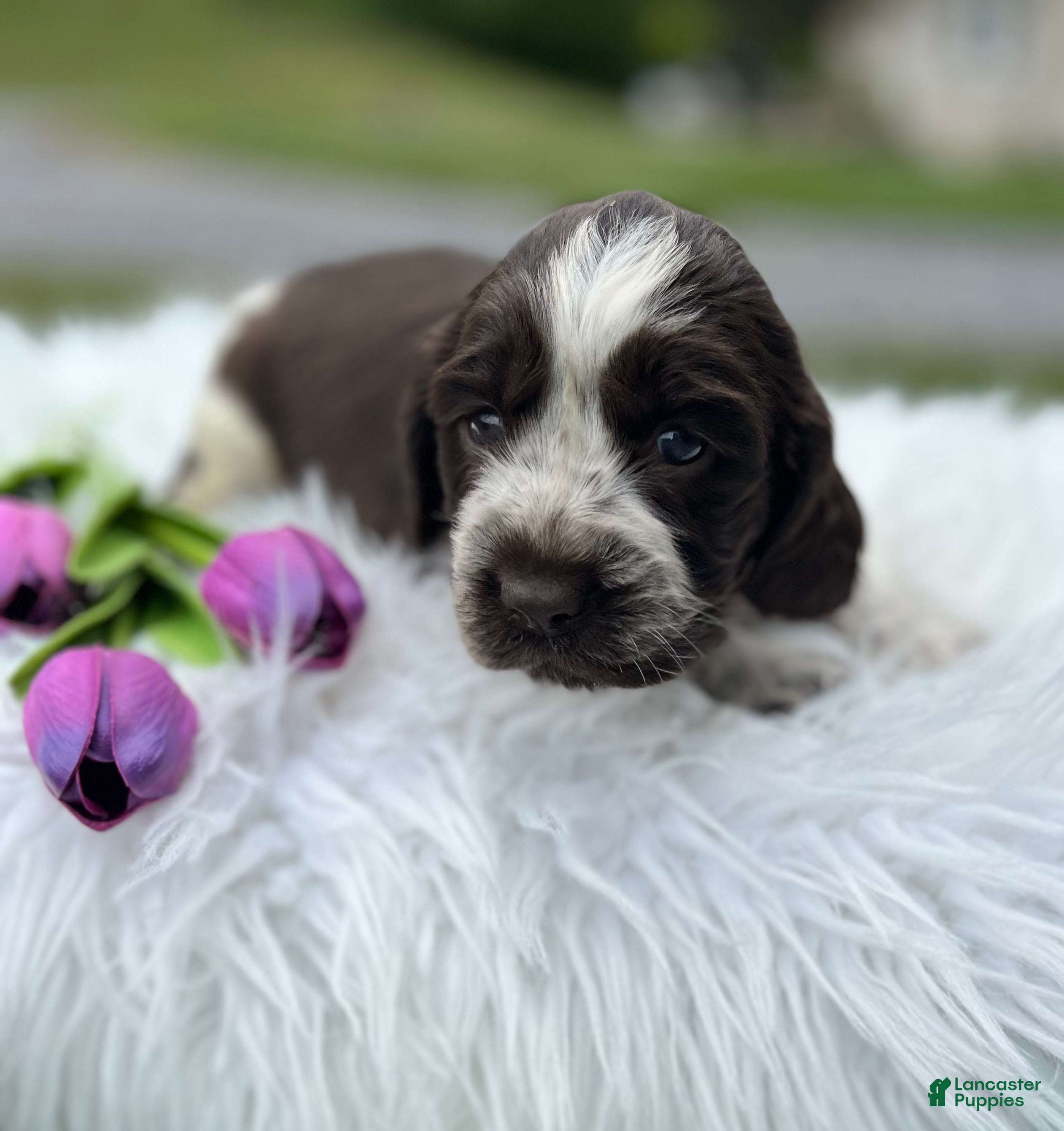 English Springer Spaniel dogs Disney - Ad 2
