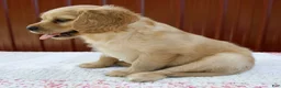 Miniature Golden Retriever dogs for sale: Gage - Ad 3