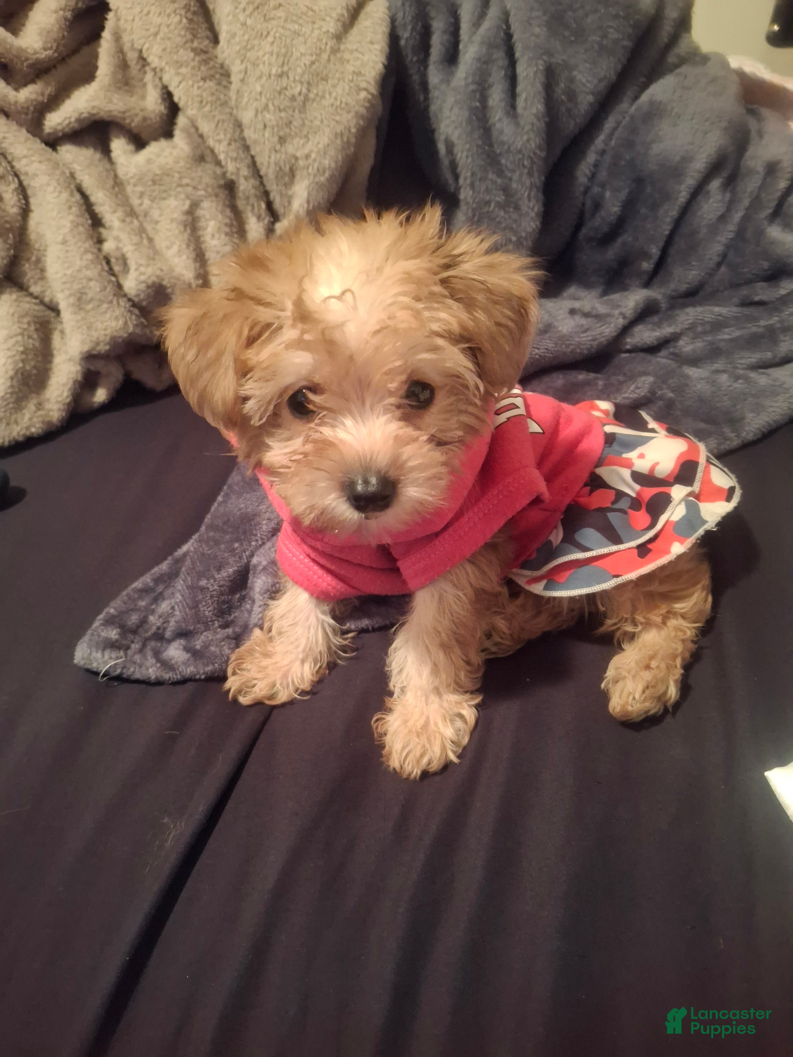 Yorkiepoo dogs Yorkiepoo Puppy 1 - Ad 42