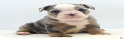 Mixed Breed dogs for sale: Aqua blue koi  - Ad 17