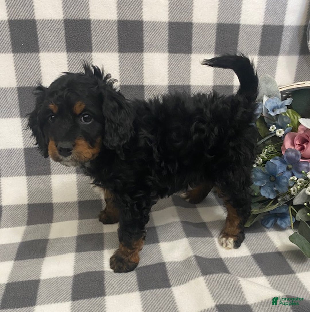 Mini Bernedoodle dogs for sale: Jasper - Ad 4