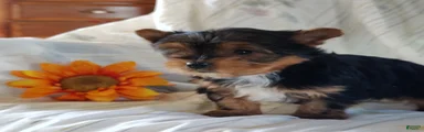 Samantha