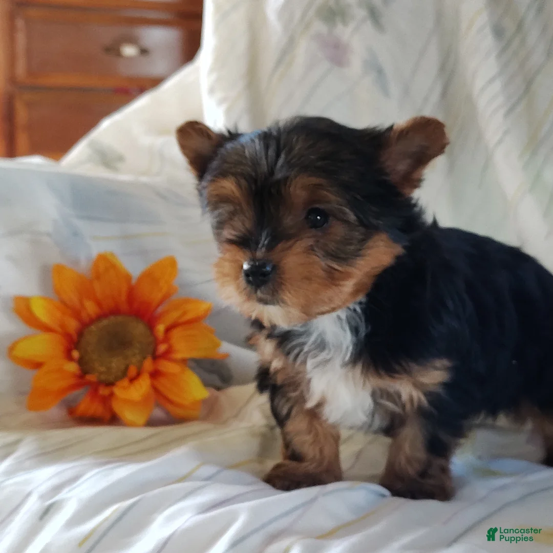 Yorkshire Terrier dogs for sale: Samantha - Ad 1