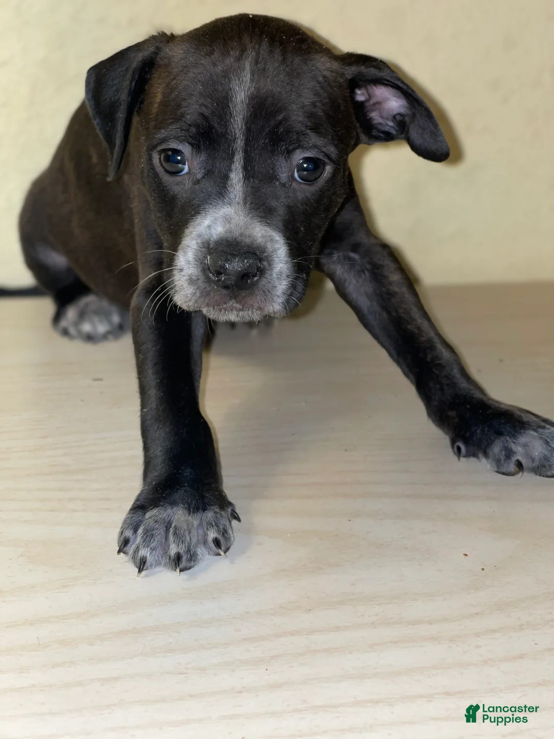 American Pit Bull Terrier dogs for sale: American Pit Bull Terrier Puppy 11 - Ad 2