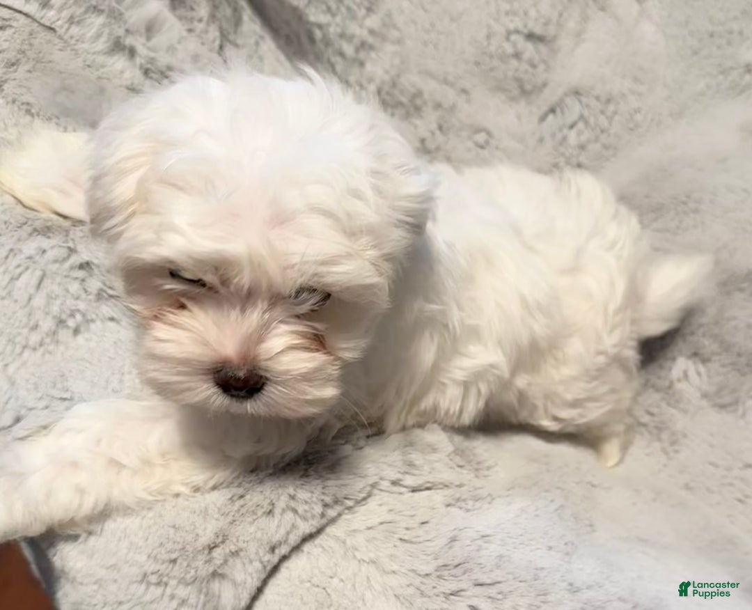 Mixed Breed dogs for sale:  Lhatese Breed “Trooper”  - Ad 12