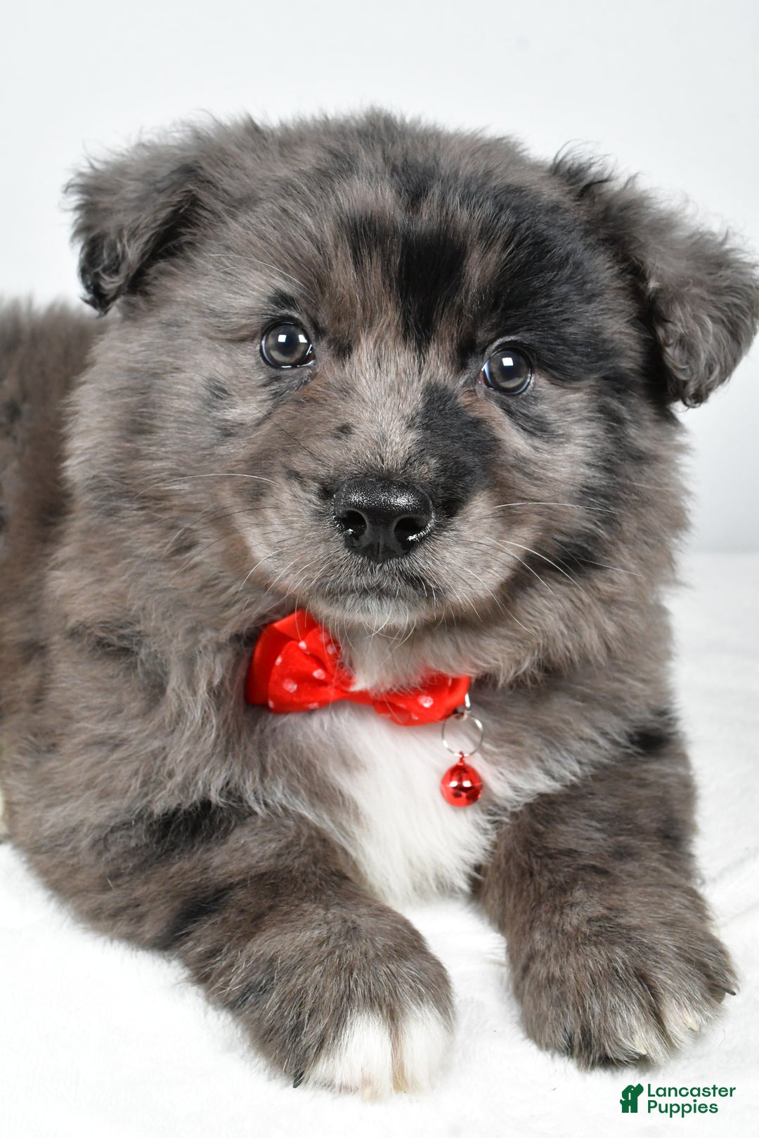 Mixed Breed dogs for sale: Peanut - Ad 3