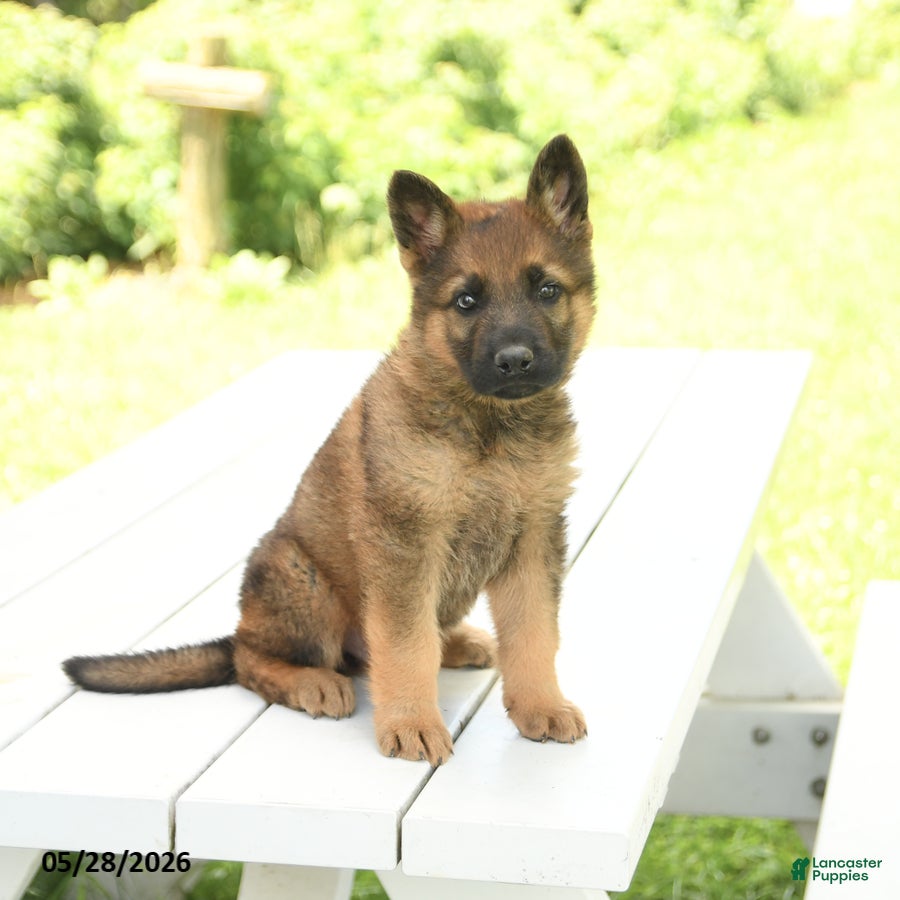 German Shepherd dogs Max - Ad 2