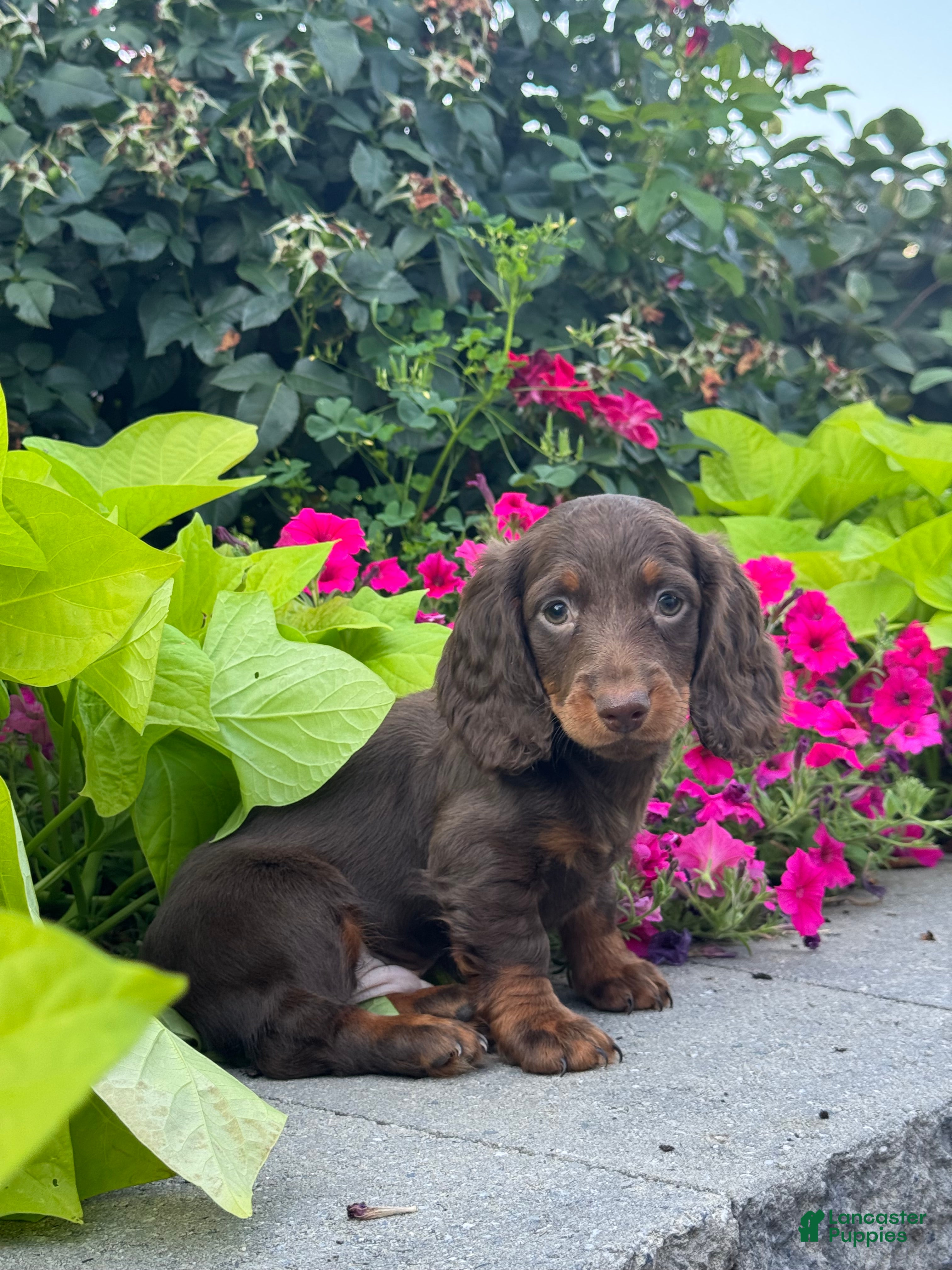 Miniature Dachshund dogs Diesel - Ad 7